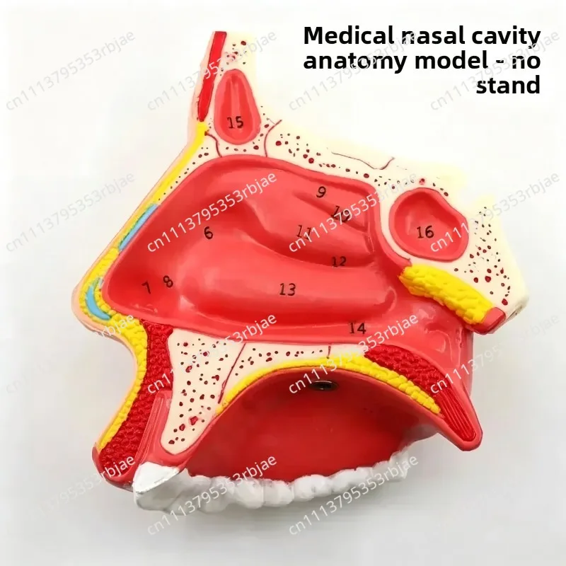 Normal and Pathological Nasal and Pharyngeal Anatomy Models, Nasal and Oral Structure Tissue Models of The Human Body