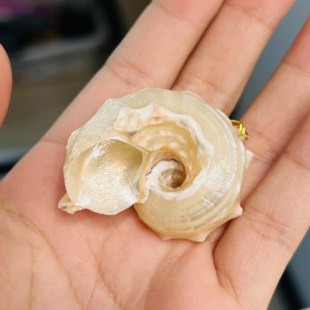 

20Pcs Conch Pendant Natural White Shell Necklace Pendant For Jewelry Making DIY Necklace Bracelet Accessory