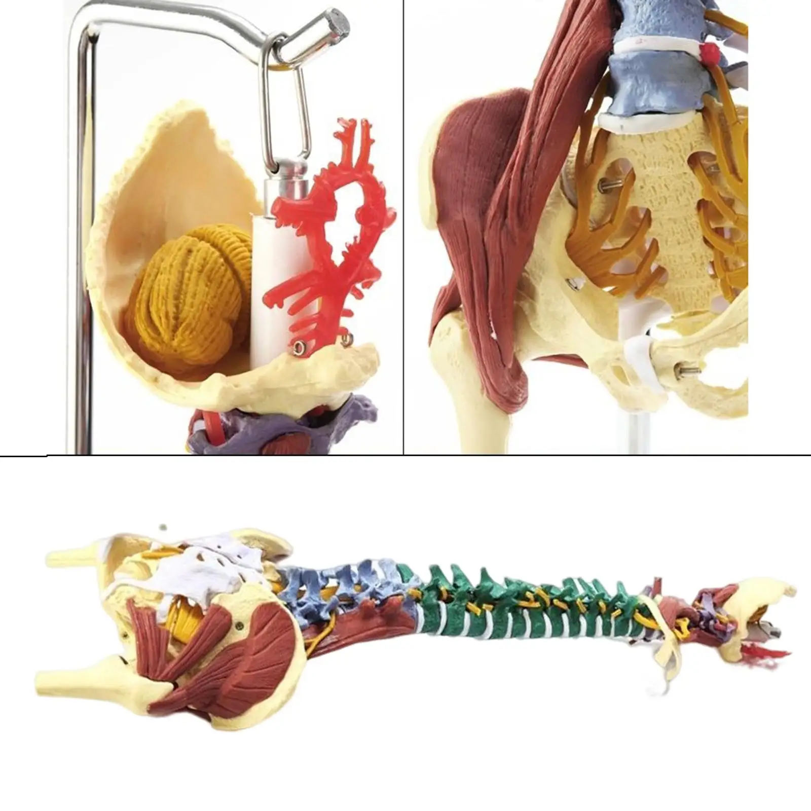 

Colored Human Spine Anatomy Model, Human Body Organ 5cm Vertebral Column Models for Study Display Teaching Aid Classroom