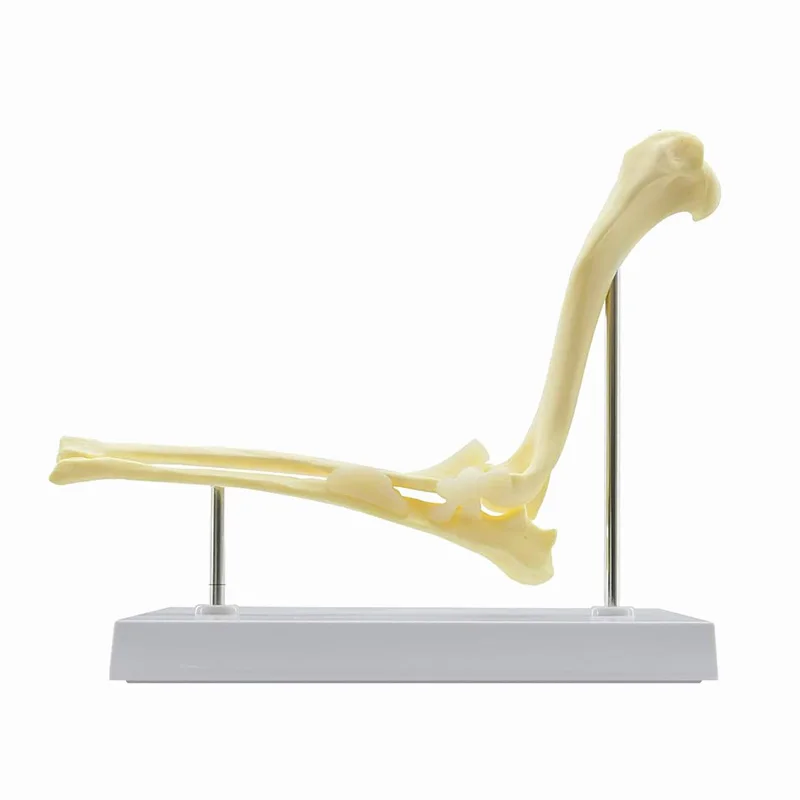 Dog Canine Elbow Joint Model Veterinary Teaching Research Animal Skeleton Anatomy Model Display