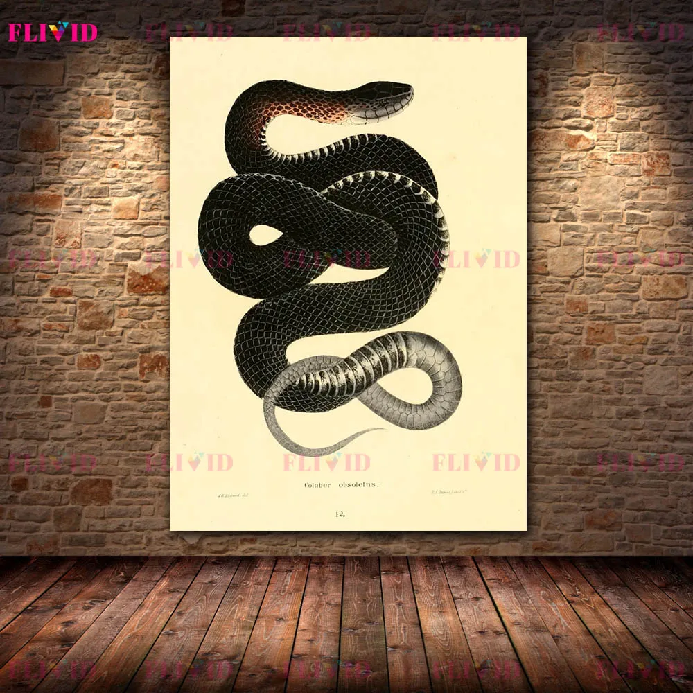 Vintage Snake Reptile Illustration Canvas Poster Print, Victorian Natural History Wall Art Painting, Antique Serpent Home Decor