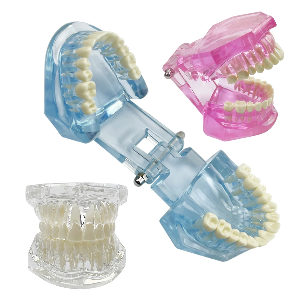 Normal Dental Model Pink Transparent Standard Teeth Jaw Model Typodont For Dentist Student Teaching Study Demonstration Tools