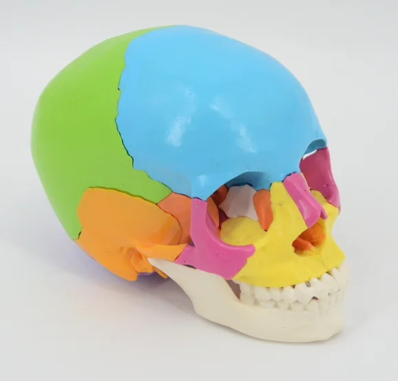 Colorful Skull Model 22 Parts Medical Science Human Skeleton Anatomical Simulator Teaching Aids for Study