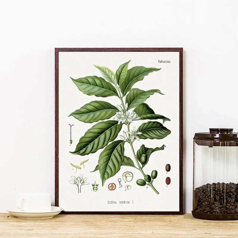 1pc frameless Canvas Painting Coffee Botanical Art Print Vintage Plants Poster Cafe Shop Wall Decor,  Arabian Coffee Bean Canvas