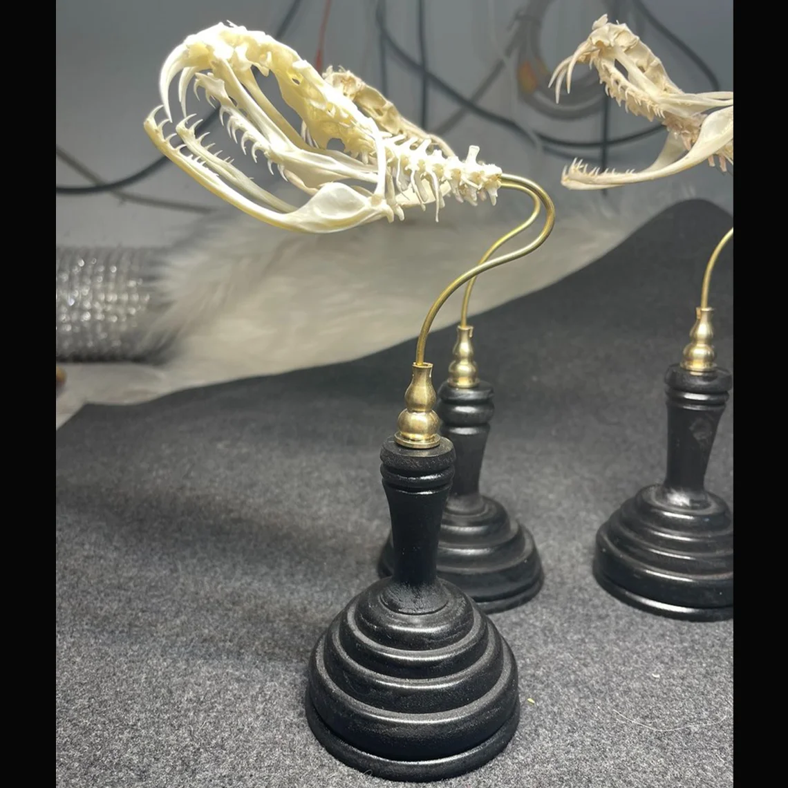Authentic Snake Skull Real Bat Bones Specimen Reptile Animal Skeleton Collectibles Supplies for Science Education Unique Gifts