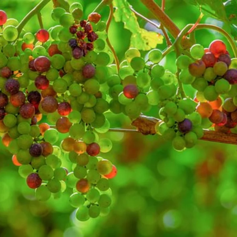 

Стальной задний приводной вал CVD для Trxs1/10 GT 4-TEC 2.0/3.0 и Mustang — высокопрочная точность, плавное обновление для дрейфа