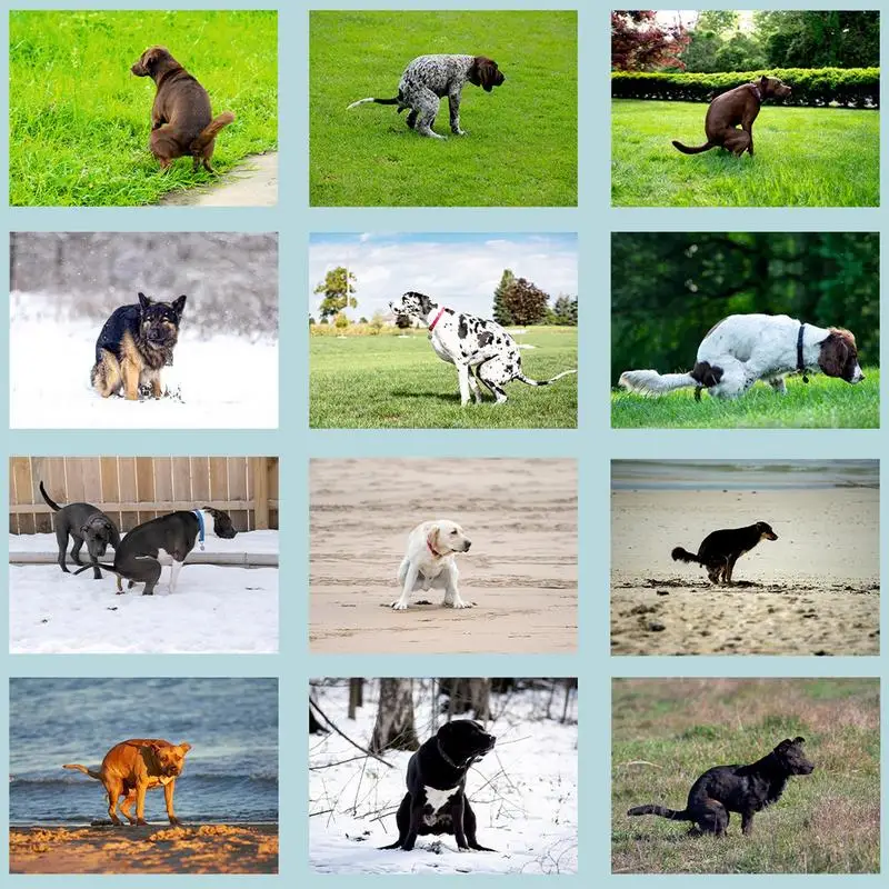 مخطط تقويم الجدار الشهري للكلاب ، هدايا هفوة الكلب مضحك ، التغوط في الأماكن الجميلة ، 12 ، 2024