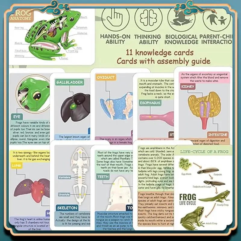 

(Новинка)-4D анатомическая модель лягушки, съемные органы лягушки STEM, учебное пособие по биологии, игрушка для раннего обучения для детей