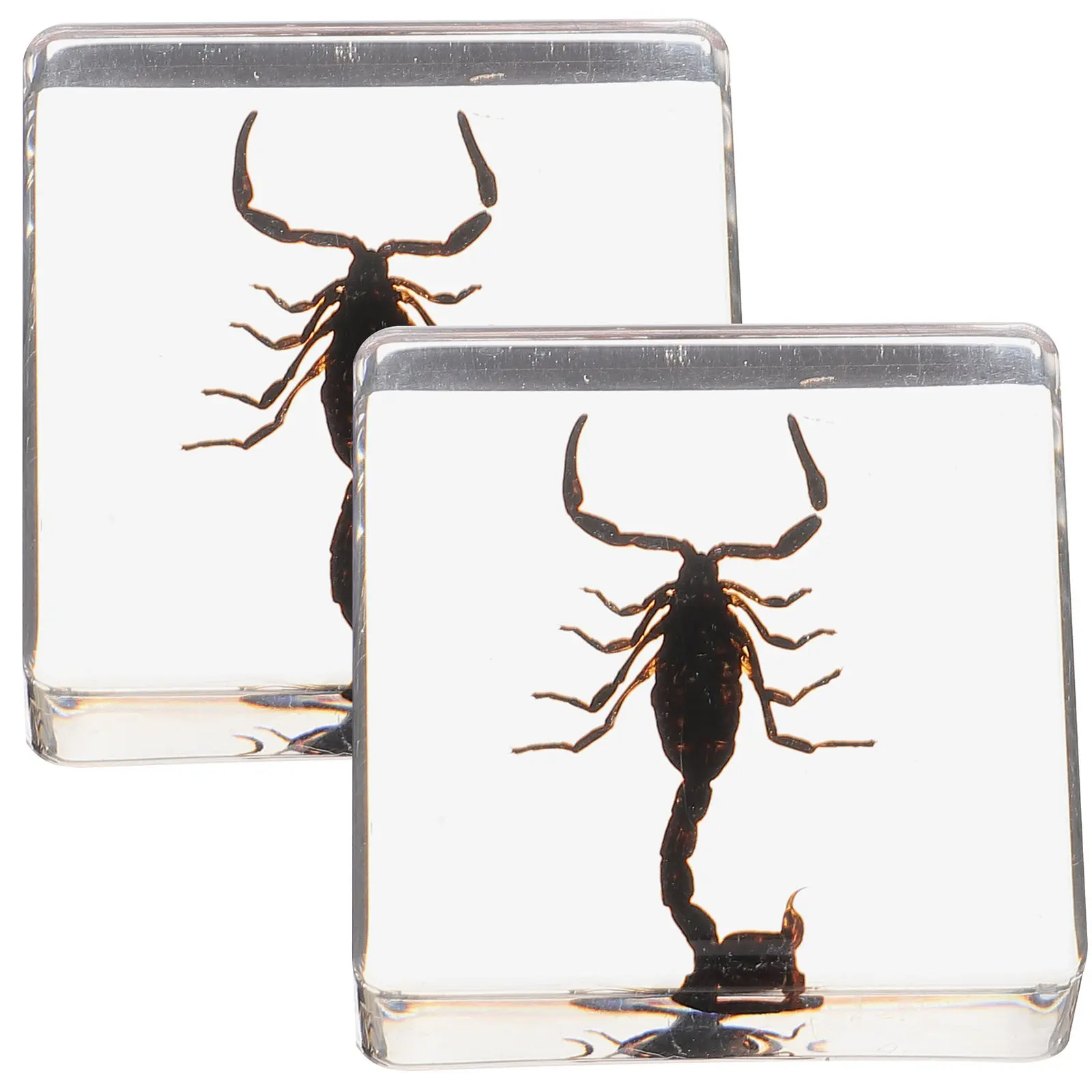 

2Pcs Resin Insect Specimen Ornament Natural Resin Paperweight Desktop Decor Multi-Function Gift for Students Teachers