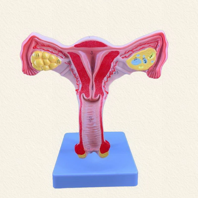 

Female Uterine Model Display for Tabletop Decoration, Simulation Structure Display, Mortar Ovary Teaching Mold