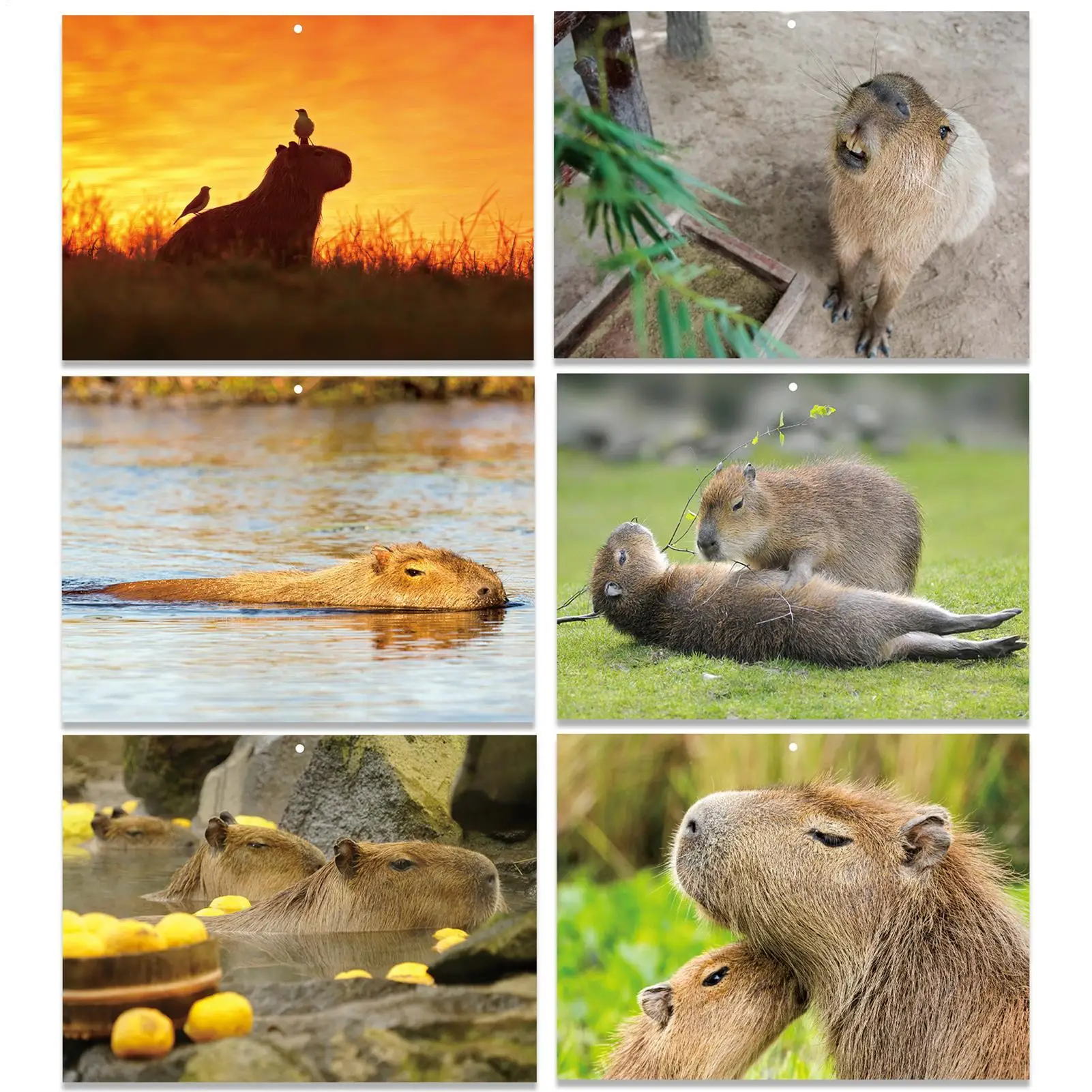 Monthly Calendar 2026-2027 Wall Capybara-Themed Large Ruled Blocks Planner 13 Months Wall Calendar January 2026 With Julian