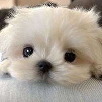 80mm Upgrade Sand Wheel Tires Beach Tire 12mm Hex Hub For WLtoys 144001 124018 124019 12428 A B C 12427 144002 1/14 1/16 RC Car