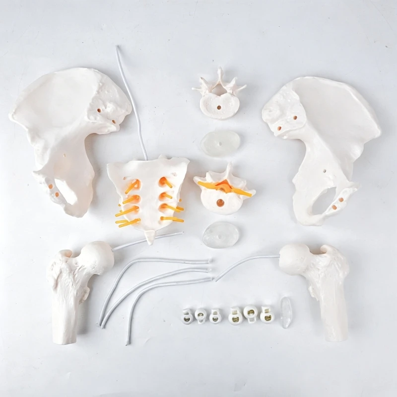  Cervical Vertebra Arteria Spine Spinal Nerves Anatomical Model Anatomy for Science Study Display Teaching Medicals Model