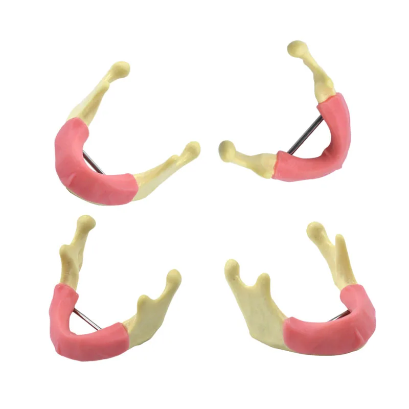 

Dental Mandibular Jaw Model with Gum Resin and Cancellous Bone Dental Student Learning Tool