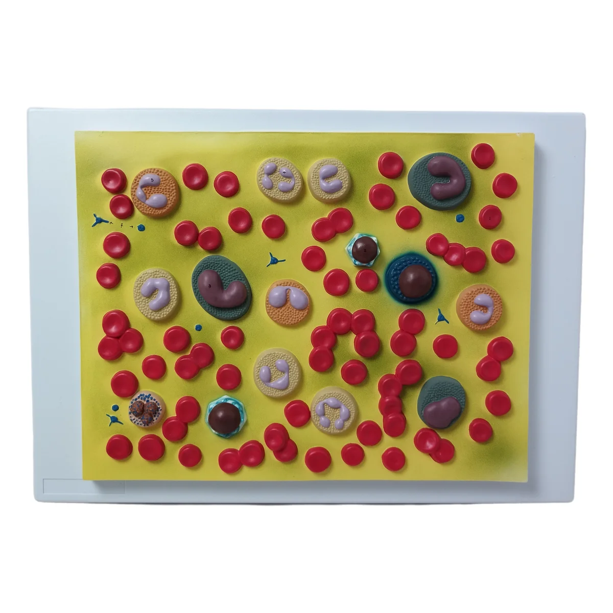 

Medical Science Teaching Resources Biology Education Simulates Demonstration Enlarged 2000 Times PVC Blood Cell Model