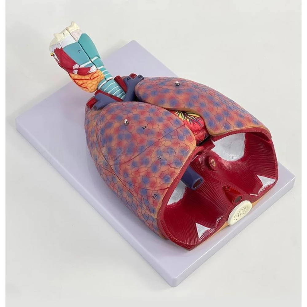 Human Larynx/Heart/Lung Anatomical Model Medical Model Pulmonary Anatomy  Respiratory System Model Teaching Supplies