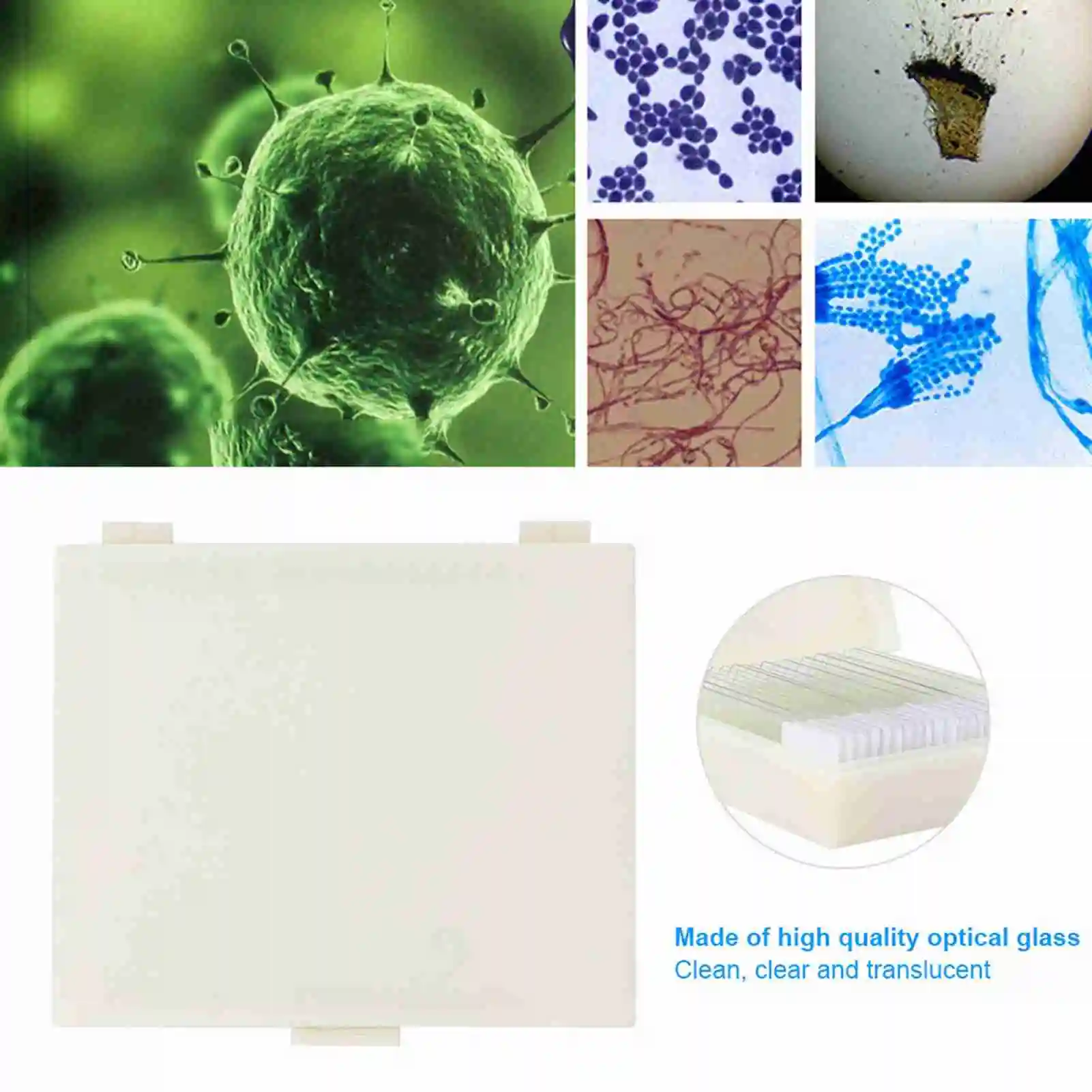 Microbiological Bacterial Specimens Biology Microscope   Specimen Microscope Slide Prepared Slide Specimens Slide