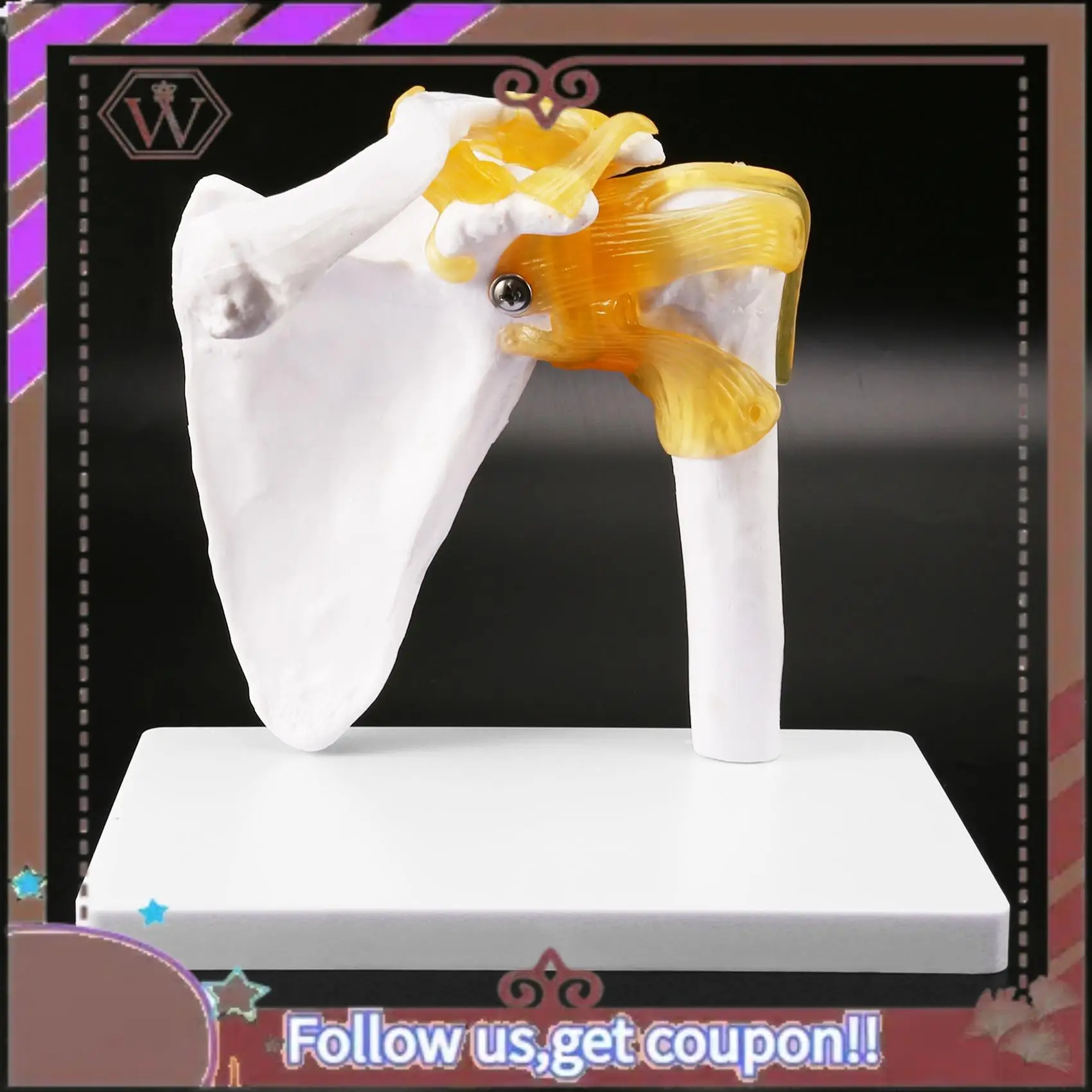 ABBG-Human Shoulder Joint Model, Anatomically Accurate Shoulder Skeleton Model Life Size Human Skeleton Anatomy For Science Clas