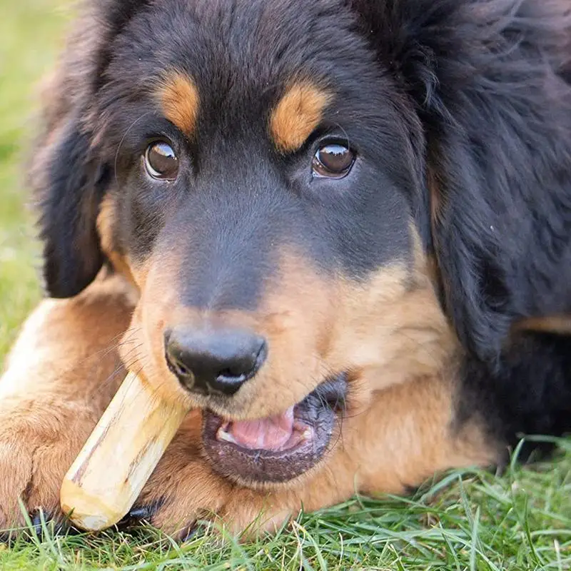 Dog Wood Chewable Chewable Toys, Interactive Hamsters, Coffee Wood Biting Teethers, Tough Hamster, Comforting and Playing Animal