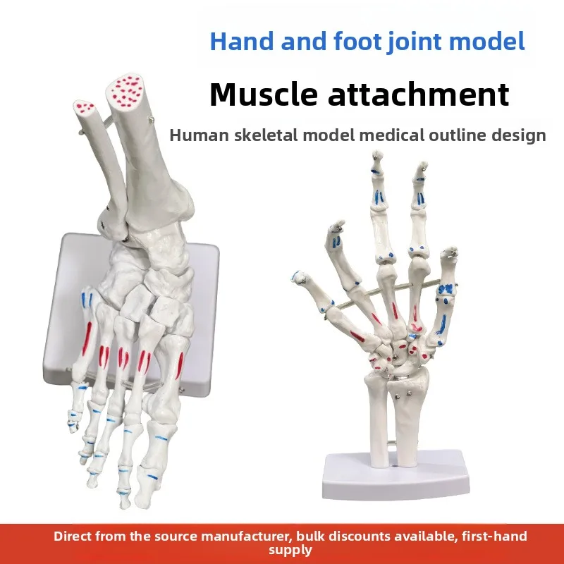 Medical Foot Joint Model Foot Ankle Joint Orthopedic Specimen Skeletal Model Simulation