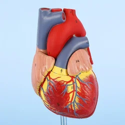 1:1 Human Heart Model, Anatomically Accurate Heart Model Life Size for Science Classroom Study, Numbered / Not Numbered