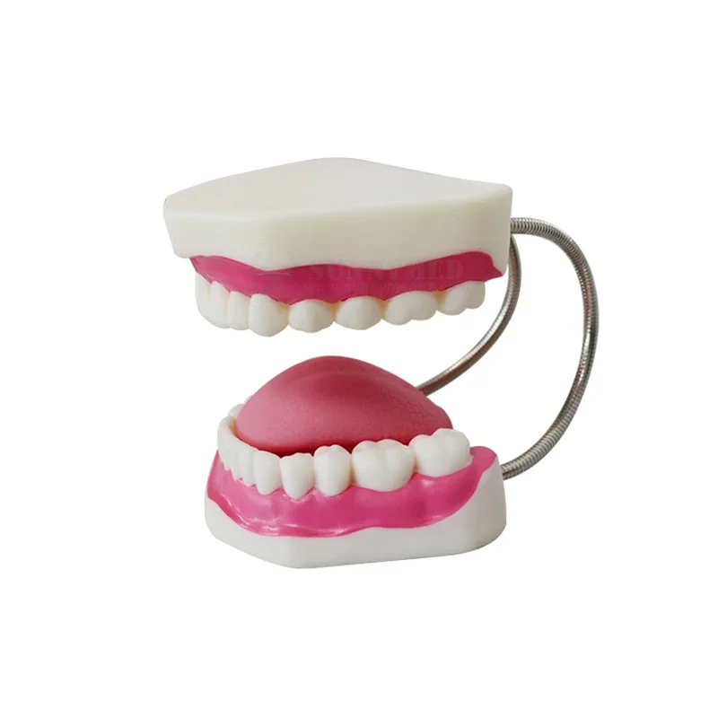 SY-N019 2 Times 28pcs  Model Teeth Model