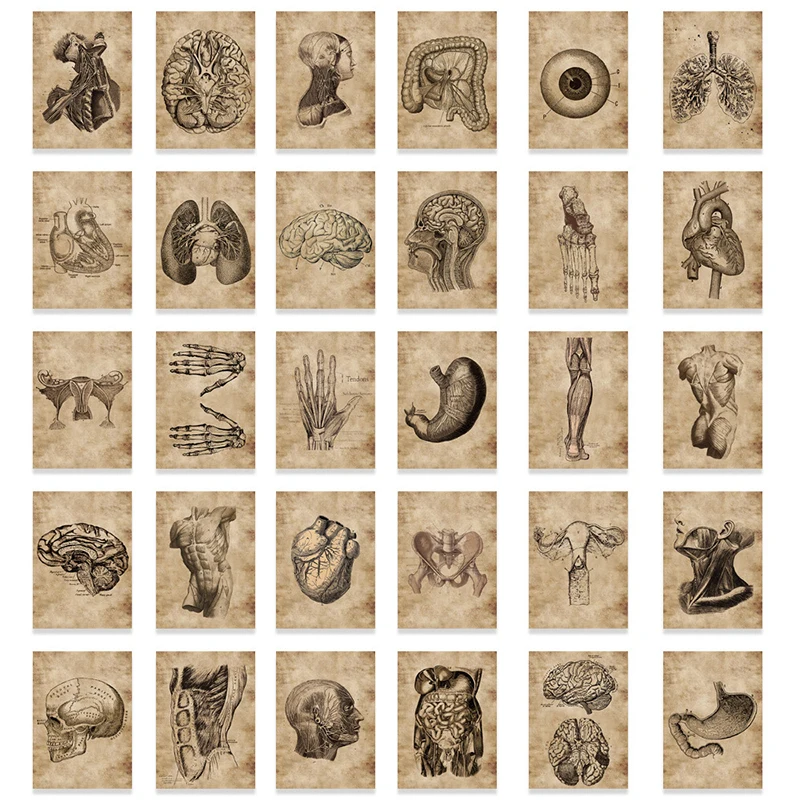 New 56pcs/set Human Body Organ Stickers Waterproof Sticker Anatomy Map Decals For Water Bottle Laptop Luggage Phone