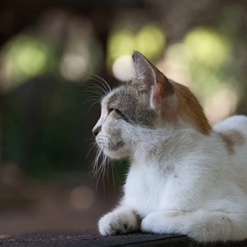 

1/8 Buggy Wheel Tires 17mm Hex for 1:8 RC Off Road Car ARRMA Typhon Trxs Kyosho HSP