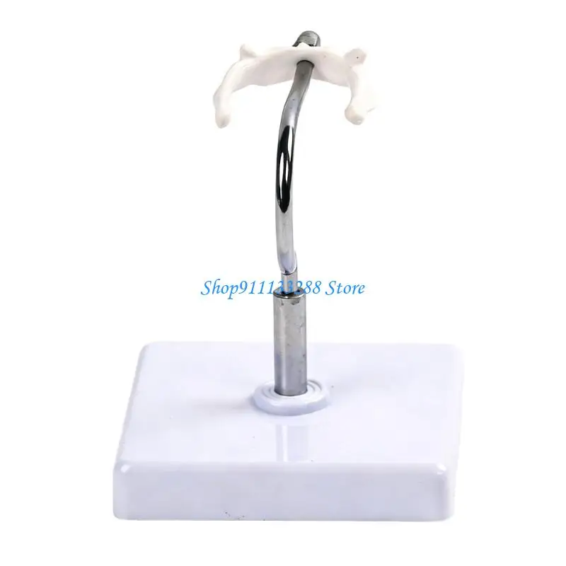 G88D Advanced Professional Hyoid Bone Anatomy Model Strong PVC For In Depth Study Of Throat Structures In Medicals Education