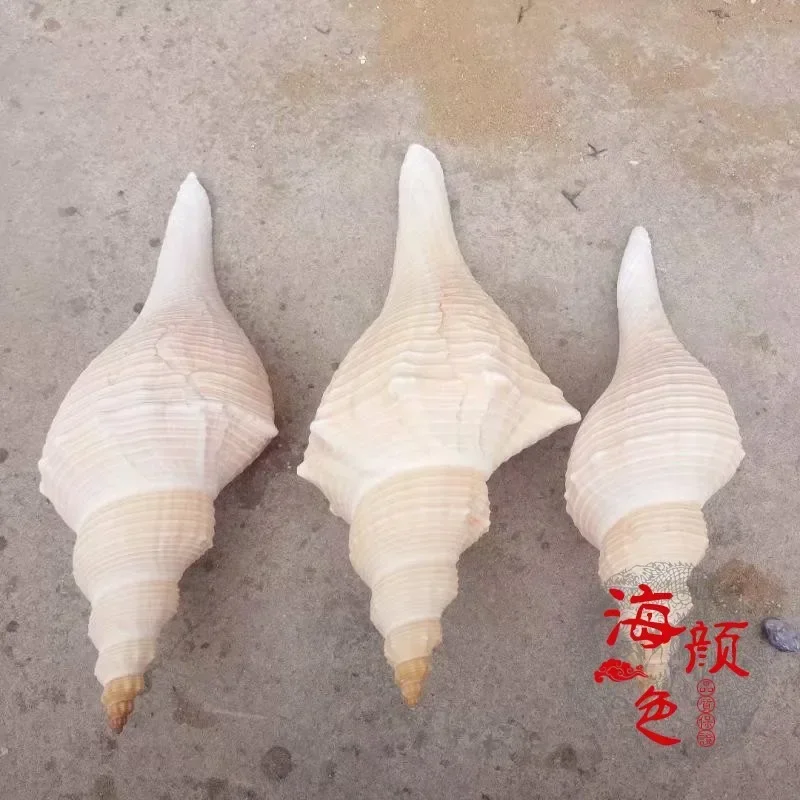 Natural Super Conch Shell Long Fragrant Snail Old Horn Fragrant Snail Male Snail Secret Taoist Horn Collection Coral