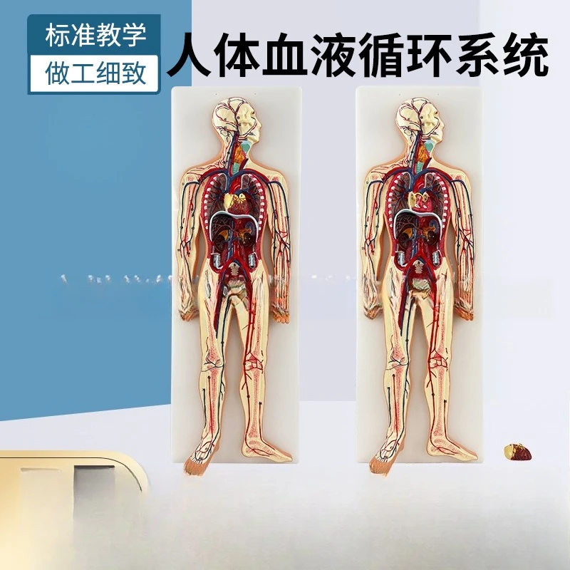 Human nervous system model, central spinal cord, blood circulation system, urinary system, digestive system, endocrine