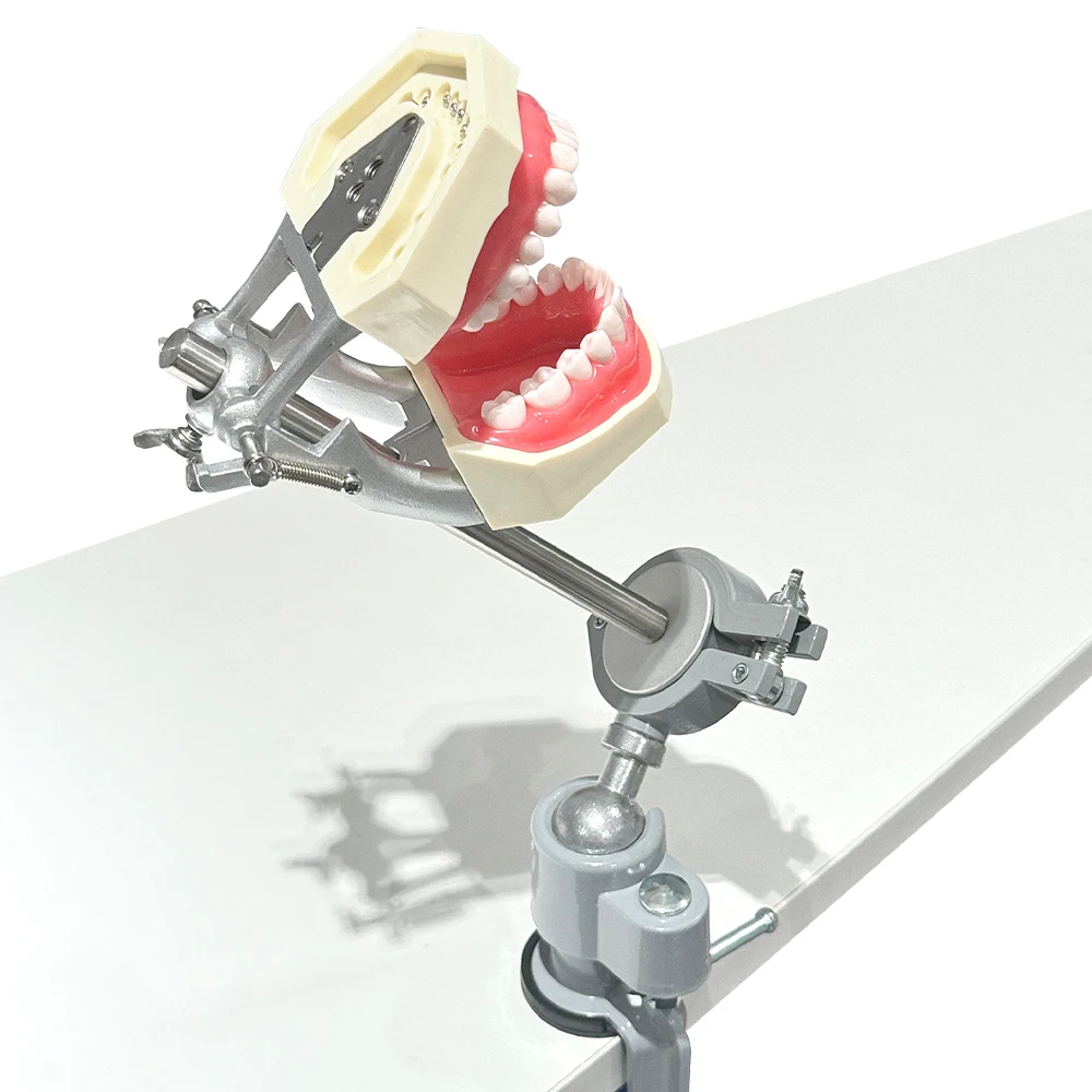 Typodont Dental Teeth Model Training Mount Fixed on Desk Training Manikin Simulator Phantom Model No Head Standard 28/32 Model