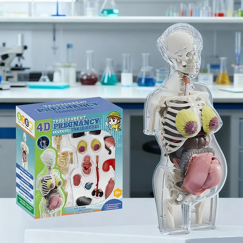4D Transparenter menschlicher Schwangerschafts-Torso, halbes Körpermodell, Anatomie, anatomisches Skelett, medizinische innere Organe, Kinderunterricht, Lernen