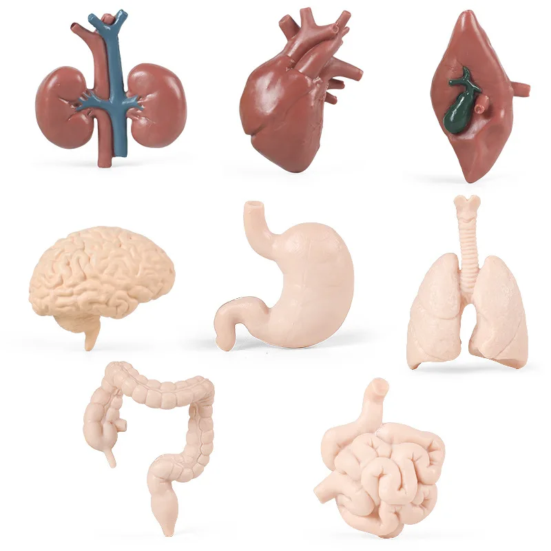 Simulation of human organ structure small model teaching aids children Montessori Early education toys heart liver kidney brain