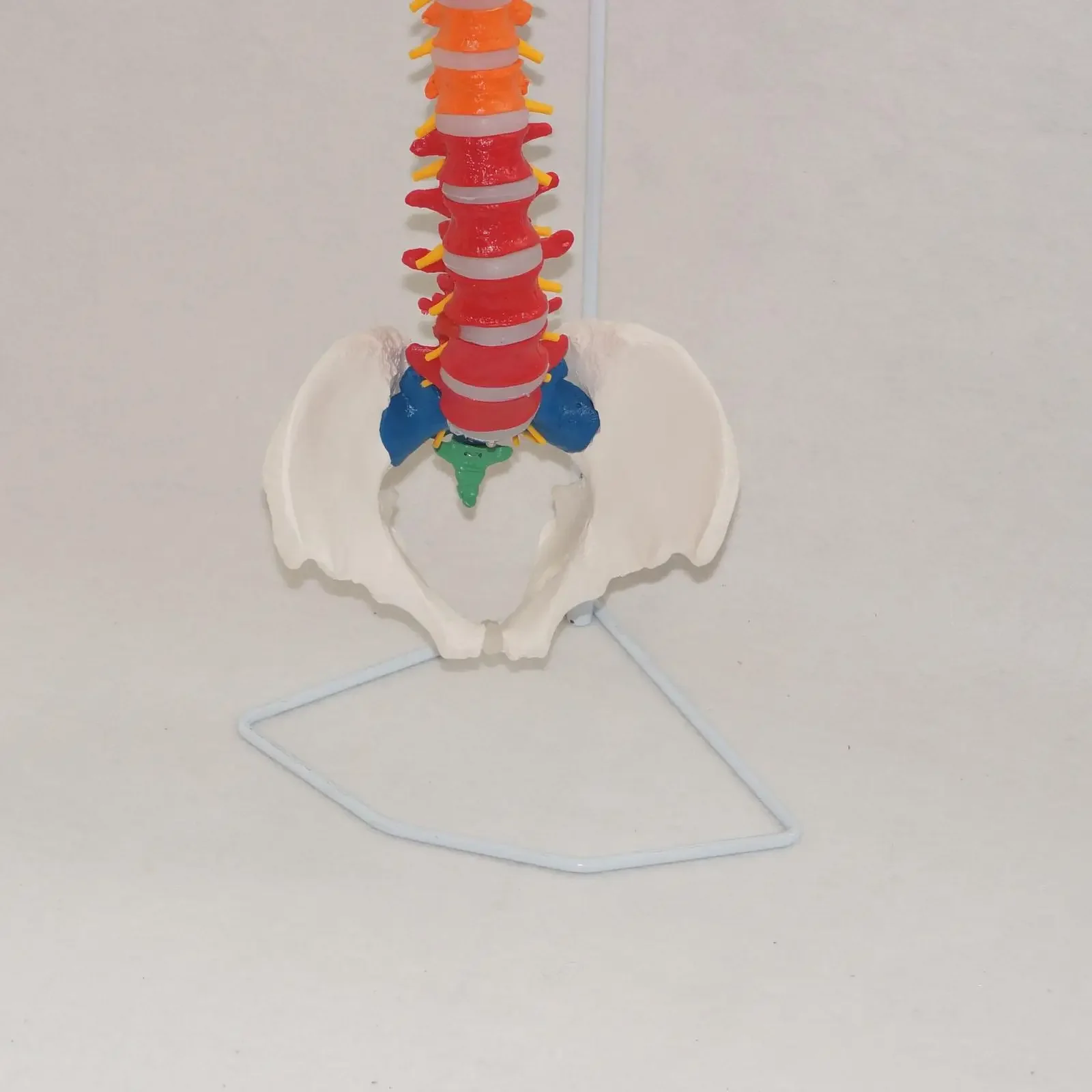 PVC Colored Didactic Flexible Spinal Column Anatomy Model Human Skeleton Specimen Human Life Size 1:1 Medical Model Spinal