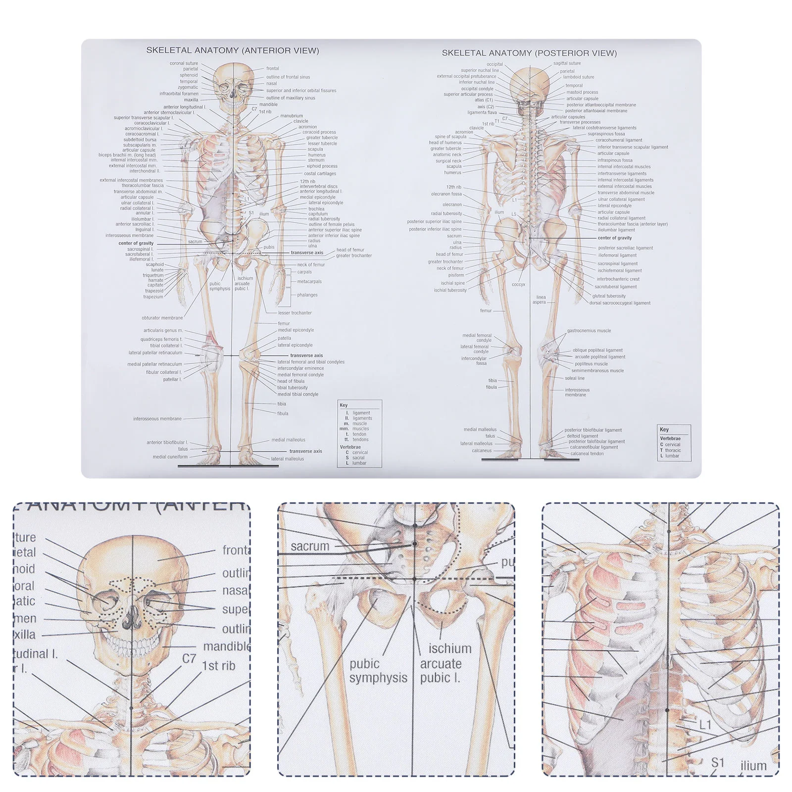 Plakat Anatomia Obraz Szkielet Nauczanie Dissekcji człowieka Figurka kości Schemat mięśni do malowania w szkole Mężczyzna