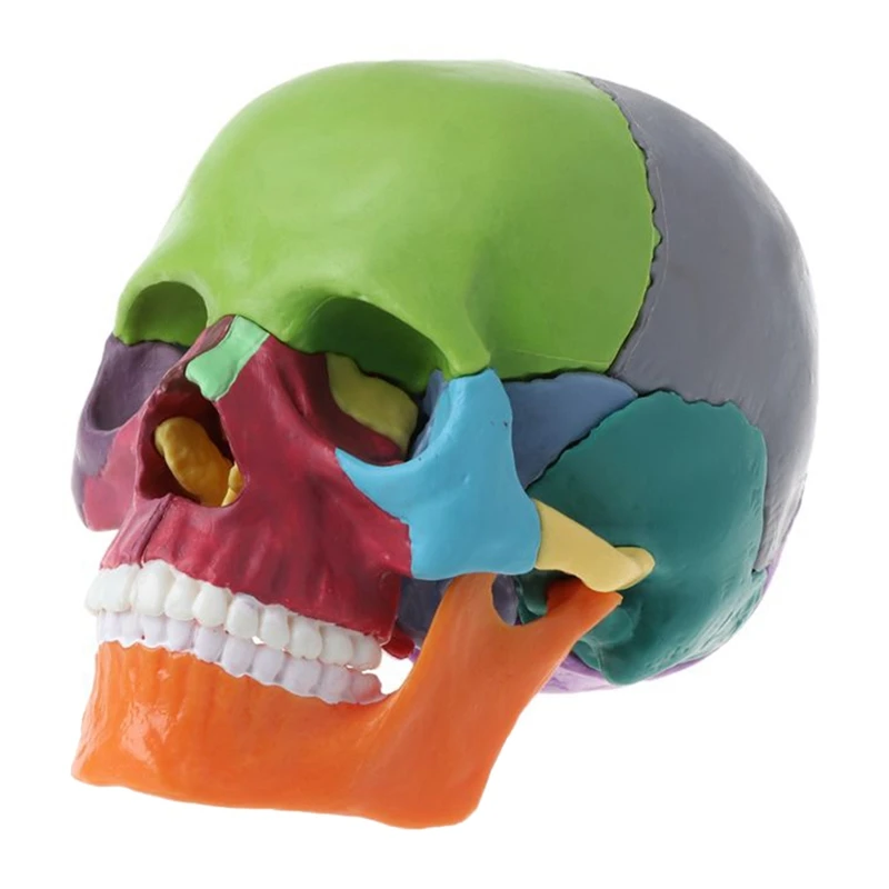 

15Pcs/Set Skull Model Set Disassembled Skull Model Color Skull Anatomical Model Detachable Teaching Tool