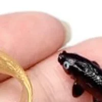 5 قطعة دمية مصغرة نموذج الأسماك الكارب محاكاة الحيوانات للأطفال اللعب DIY بها بنفسك ديكور ذهبية التماثيل ديكور المنزل حلية