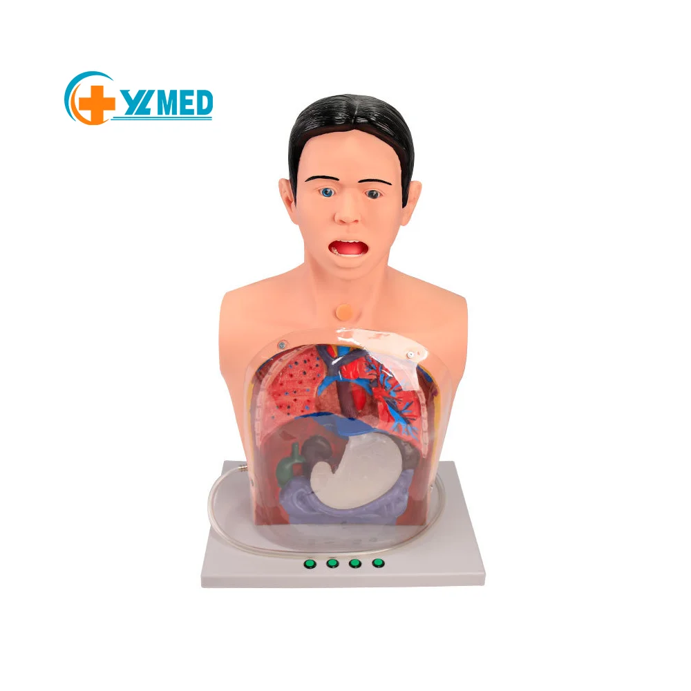 Medical Science Nursing Kit Multifunctional Transparent PVC Gastric Lavage Demonstration Manikin Advanced Training CE/ISO