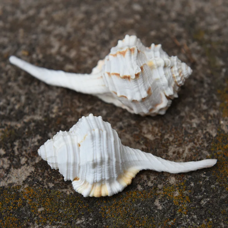 Ranularia gutturnium Natural Rare Specimen Conch Shell Aquarium Decor Ornament Craft Spiral Shell
