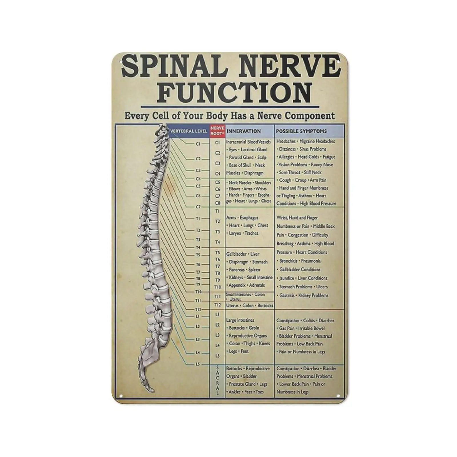 Knowledge Spinal Nerve Function Metal Tin Sign Vintage Spinal Nerve Function Chart Root Chart Chiropractic Retro Poster Fun sign