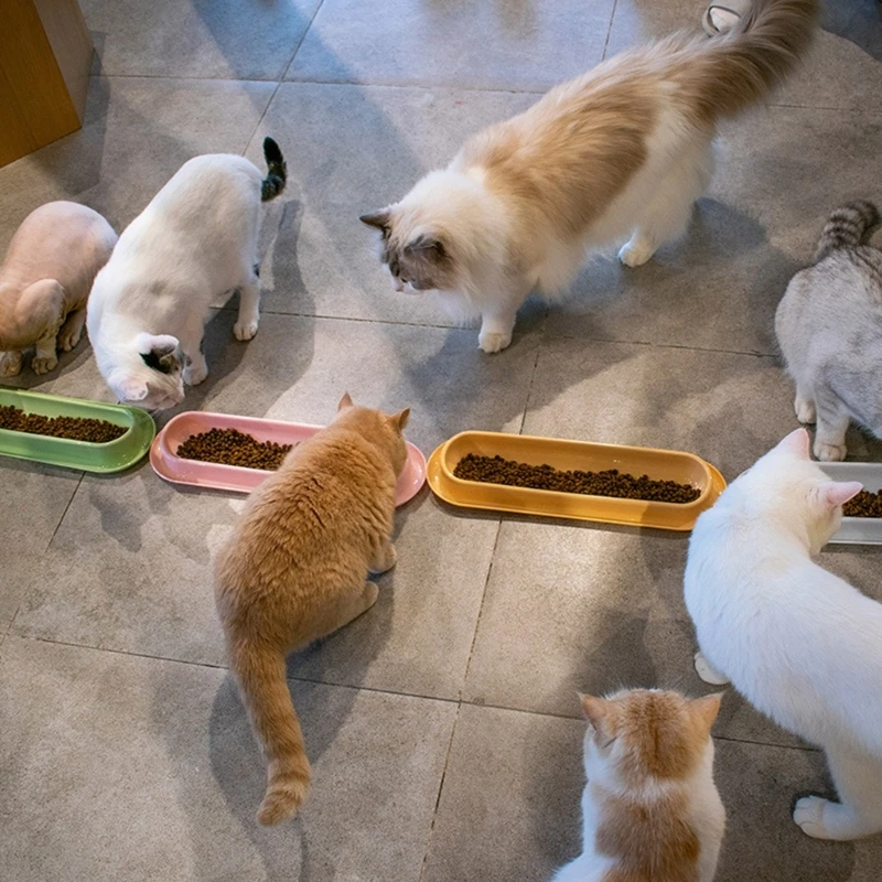Cat Food Water Bowls 15ยฐ Tilted Single Dish 13.6\
