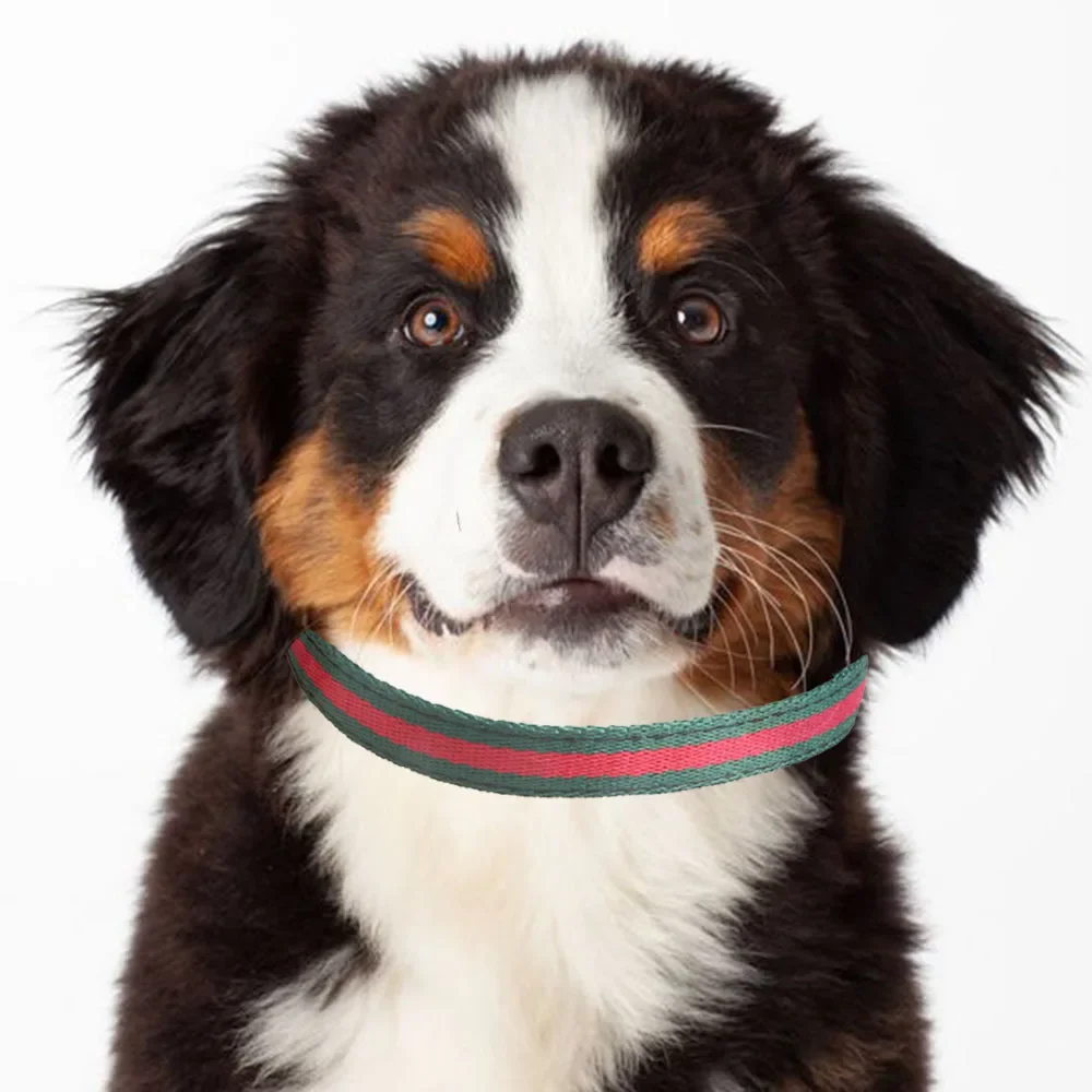 

new pet collar red and green webbing dog collar metal buckle dog collar