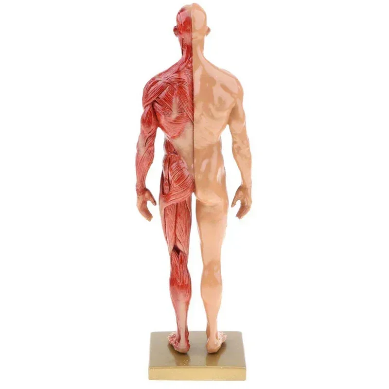 30cm Resin Human Body Muscle Statue Sculpture Human Anatomical Anatomy skeleton Medical Artist Drawing tools Supplies