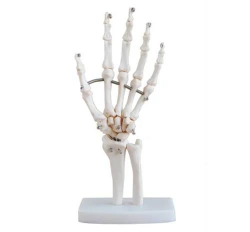 

Hand Joint Anatomical Skeleton Model Human Medical Anatomy Life Size