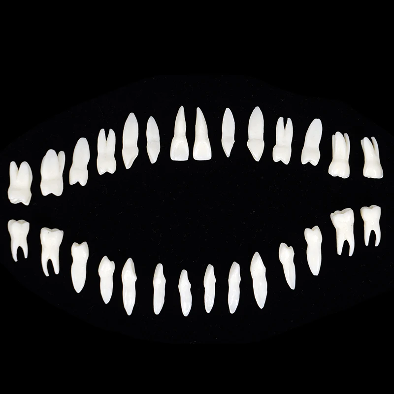 

28pcs Permanent Teeth Model Adult Teeth Model Simulation Isolated Tooth Model Resin School Teaching Model