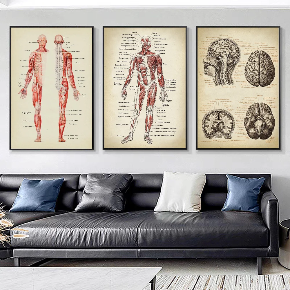 Human Anatomy Muscles System Art DIY Sticky Poster Fancy Wall Sticker for Living Room Bar Decoration Wall Decor