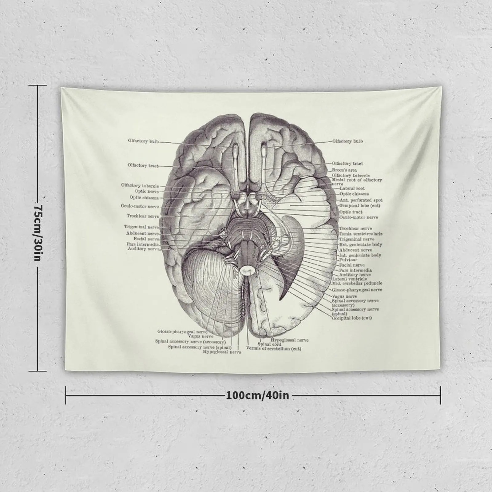 Brain Nervous System Diagram - Vintage Anatomy 2 Tapestry Wall Decor Hanging Aesthetic Decoration Tapete For The Wall Tapestry