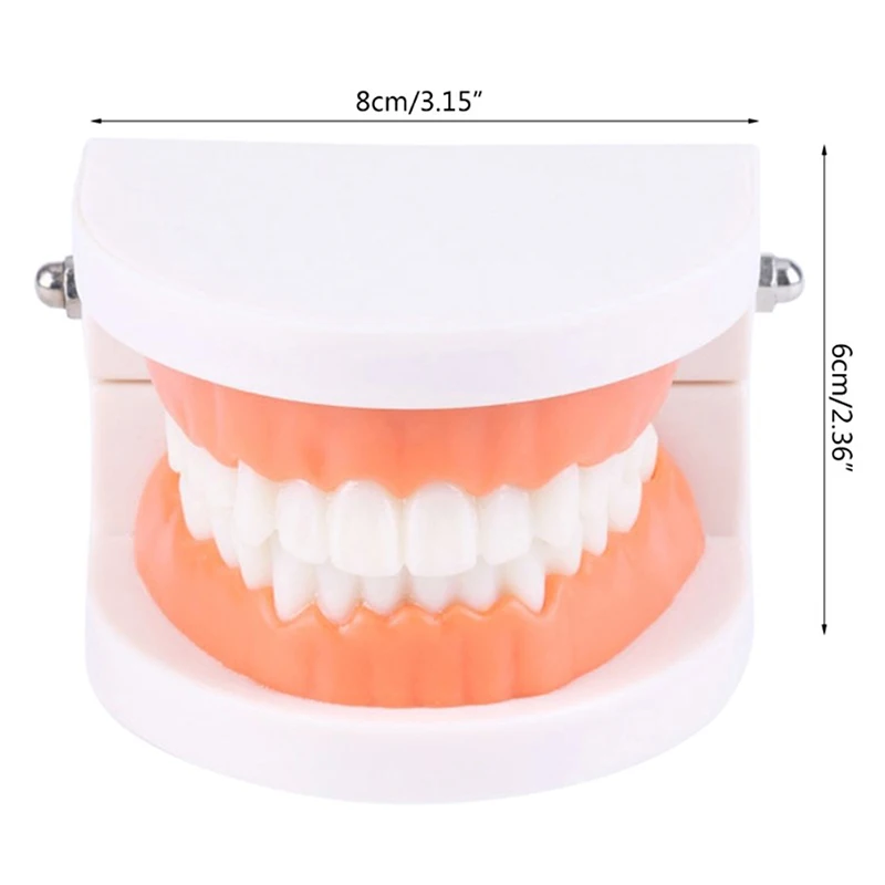 Standard Teeth Model Adult Standard Typodont Demonstration Denture Model Compatible Kids Dental Teachig Clean Display