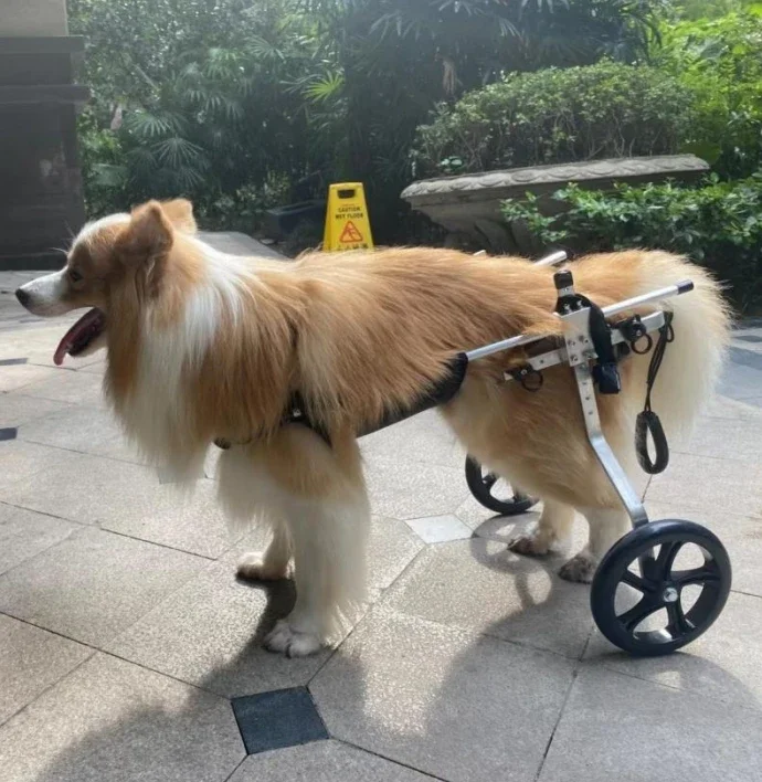 China Manufacture 2 4 Wheel Pet wheelchair Self-Locking Big Dog Carts Best Large Dog Rear Wheelchair For Back Legs